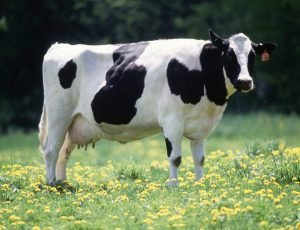 Sapi Perah Friesian Holstein keren