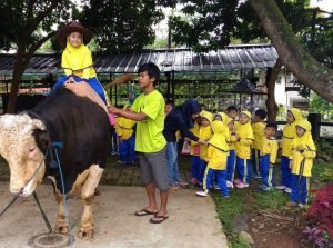 Tempat Wisata Untuk Sekolah TK sapi